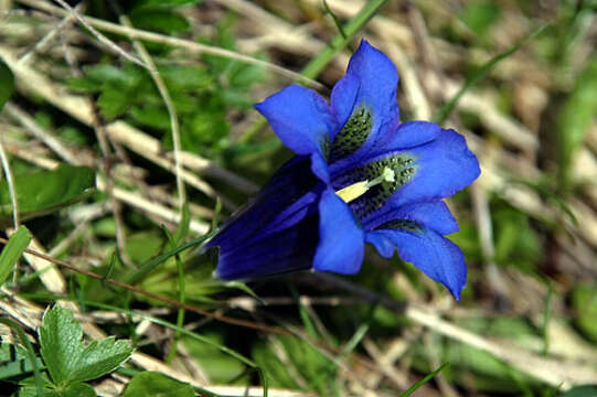 Image of Stemless Gentian