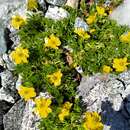 Image of Ranunculus sericophyllus Hook. fil.