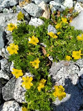 صورة Ranunculus sericophyllus Hook. fil.