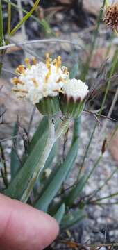 Image de Curio talinoides (DC.) P. V. Heath