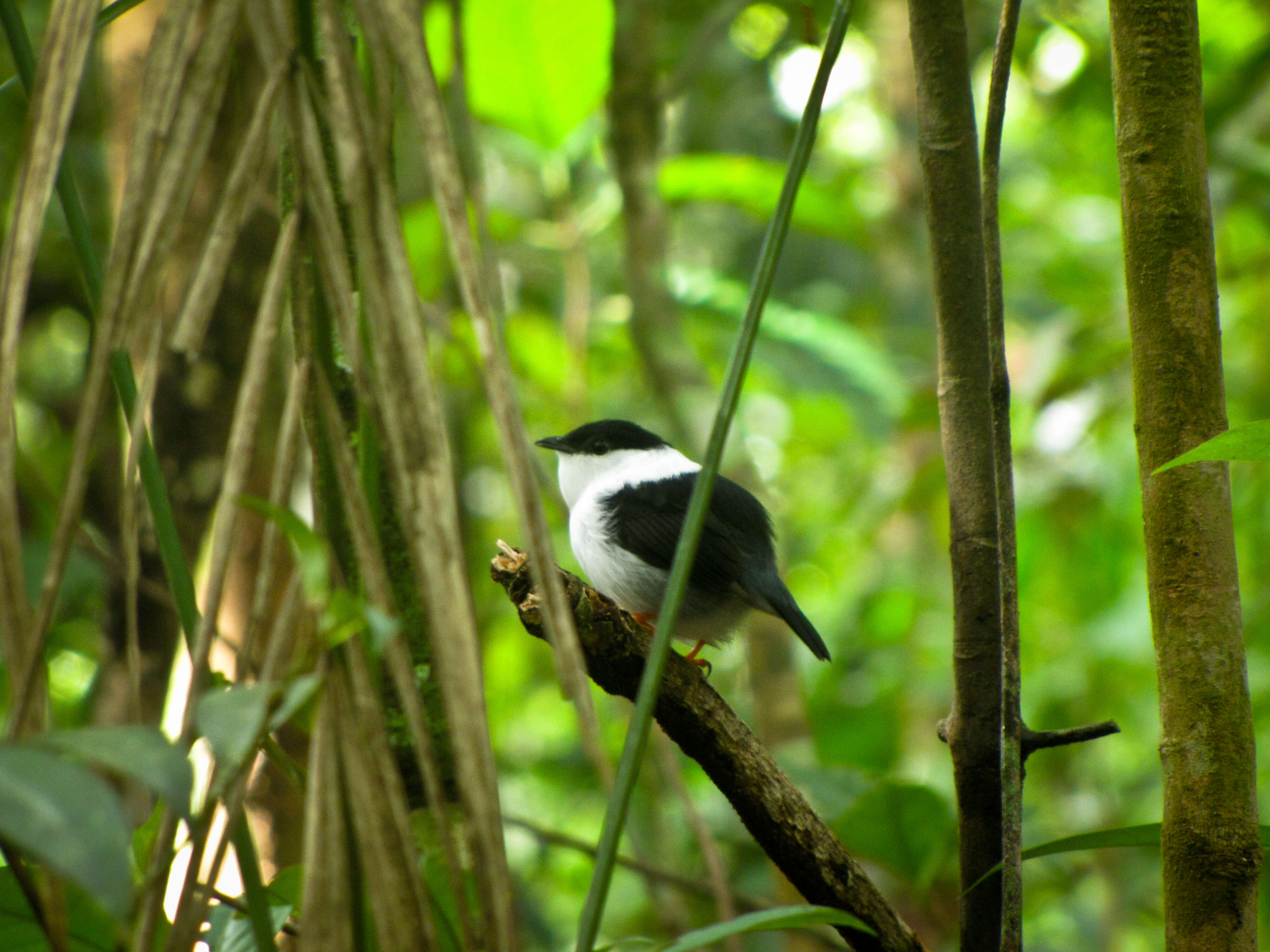 Image of White-bearded Manakin