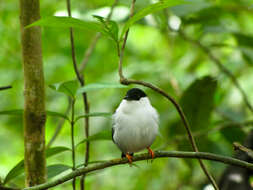 Image of White-bearded Manakin