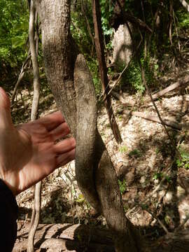 Image of woolly dutchman's pipe