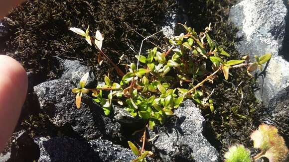 Image of pimpernel willowherb