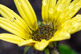 Image of Arctotis scabra Thunb.