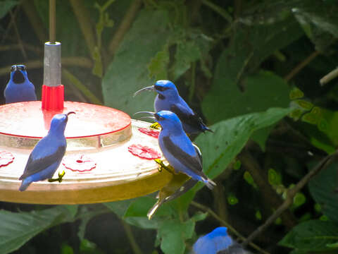 Image of Purple Honeycreeper