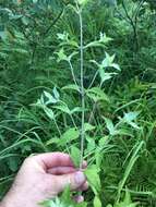 Image de Pycnanthemum loomisii Nutt.