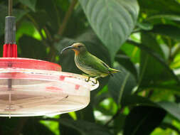 Image of Purple Honeycreeper