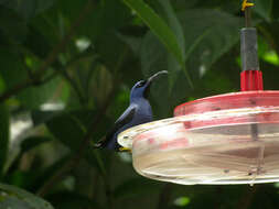 Image of Purple Honeycreeper