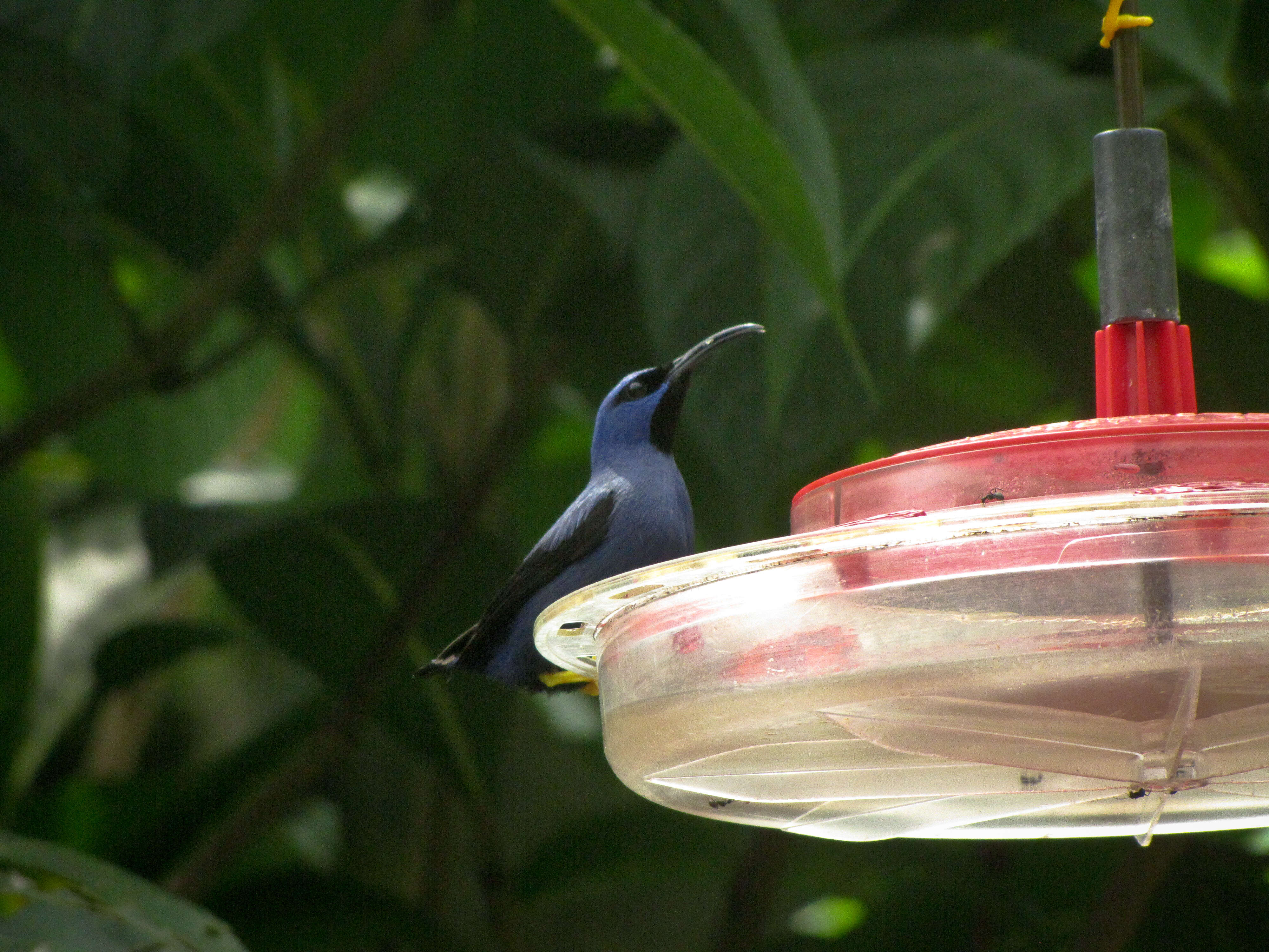 Image of Purple Honeycreeper