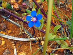 Imagem de Lysimachia foemina (Mill.) U. Manns & Anderb.