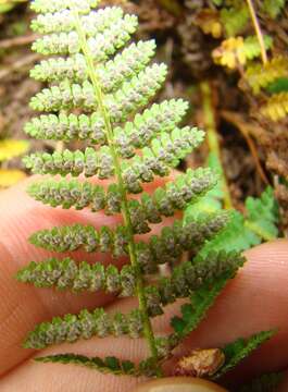 Image de Dryopteris fragrans (L.) Schott