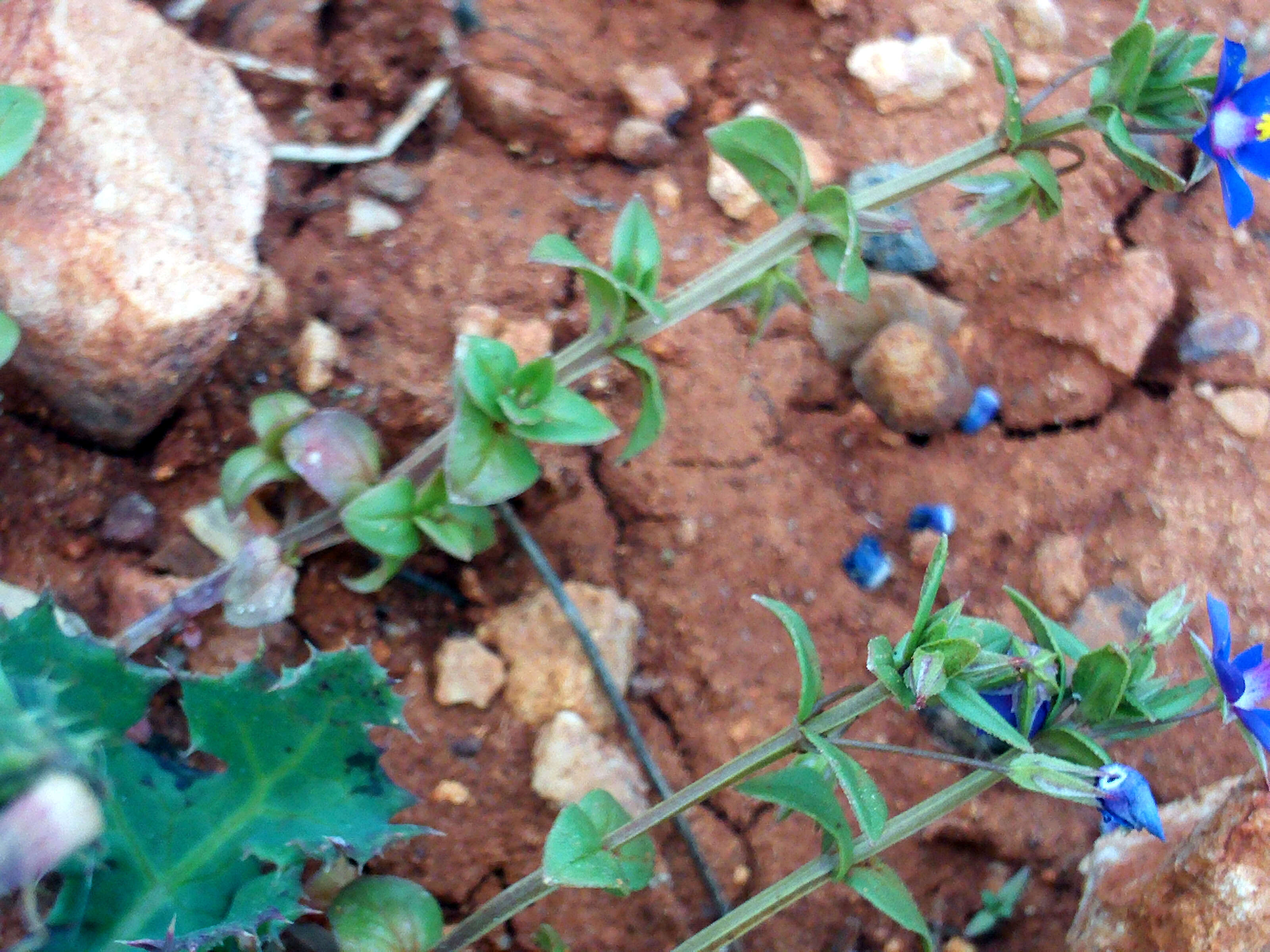 Imagem de Lysimachia foemina (Mill.) U. Manns & Anderb.