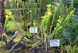 Image of Yellow pitcher plant