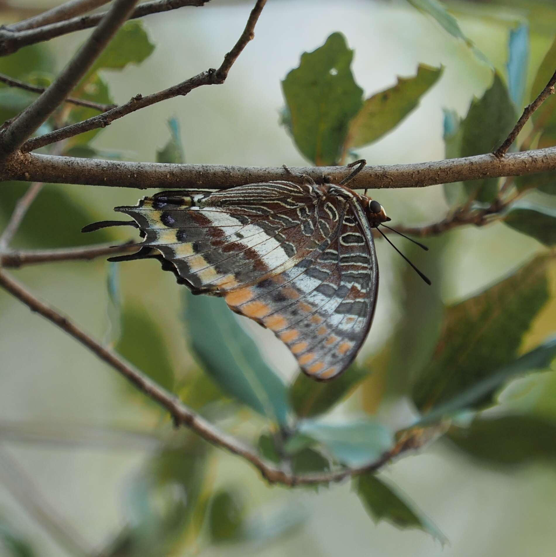 Image of Two-tailed Pasha