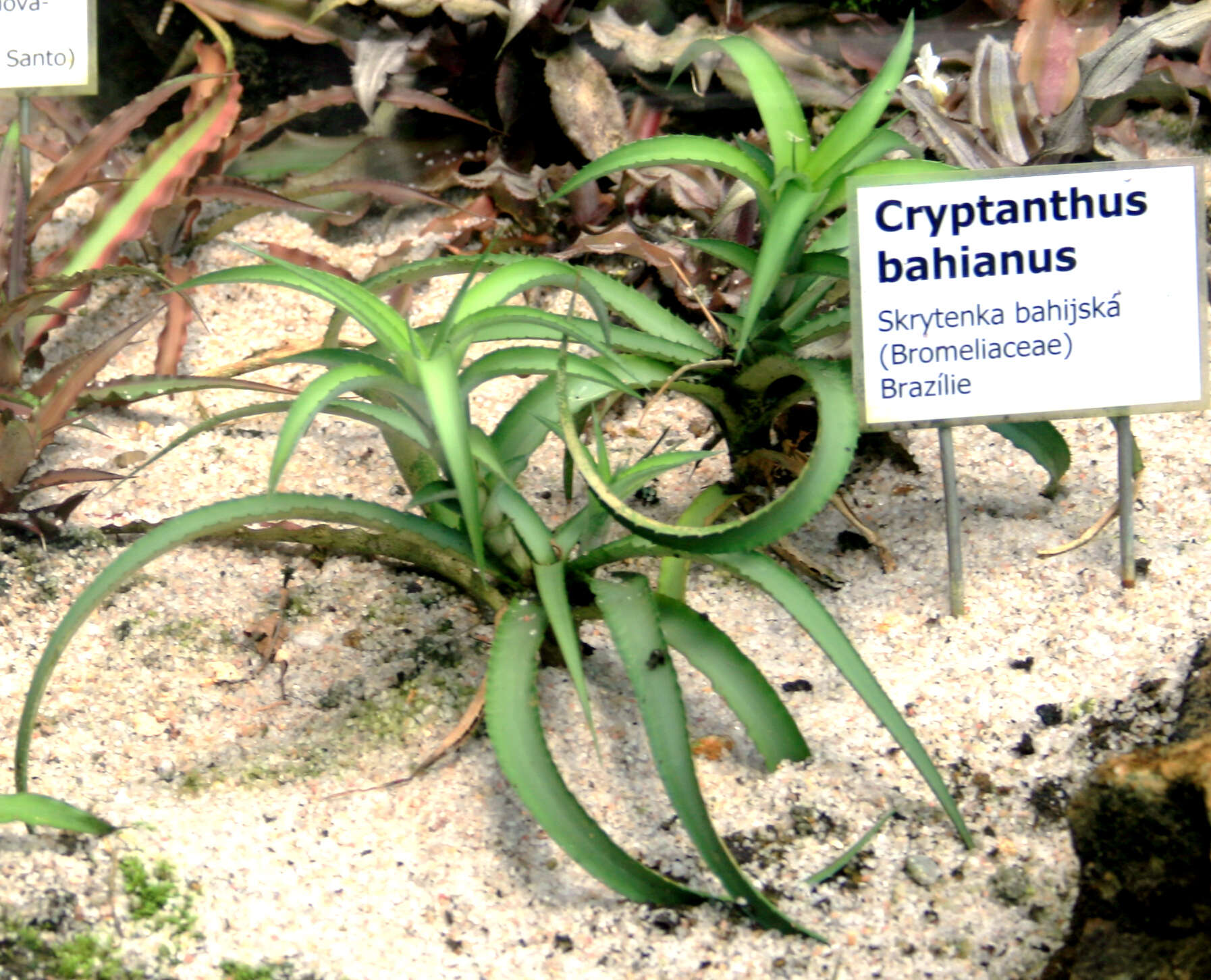 Image of Cryptanthus bahianus L. B. Sm.