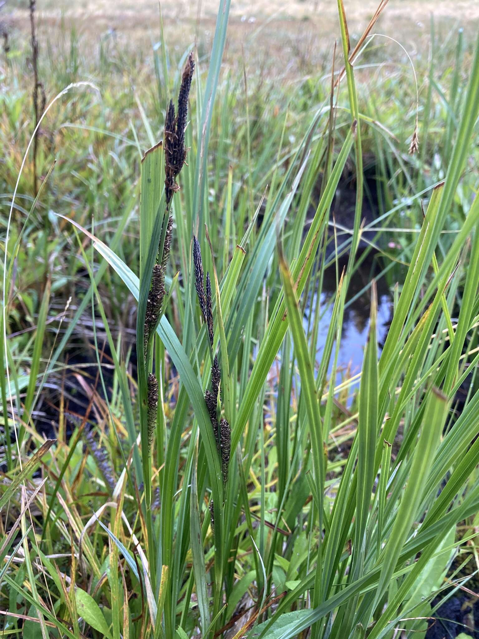 Image of water sedge