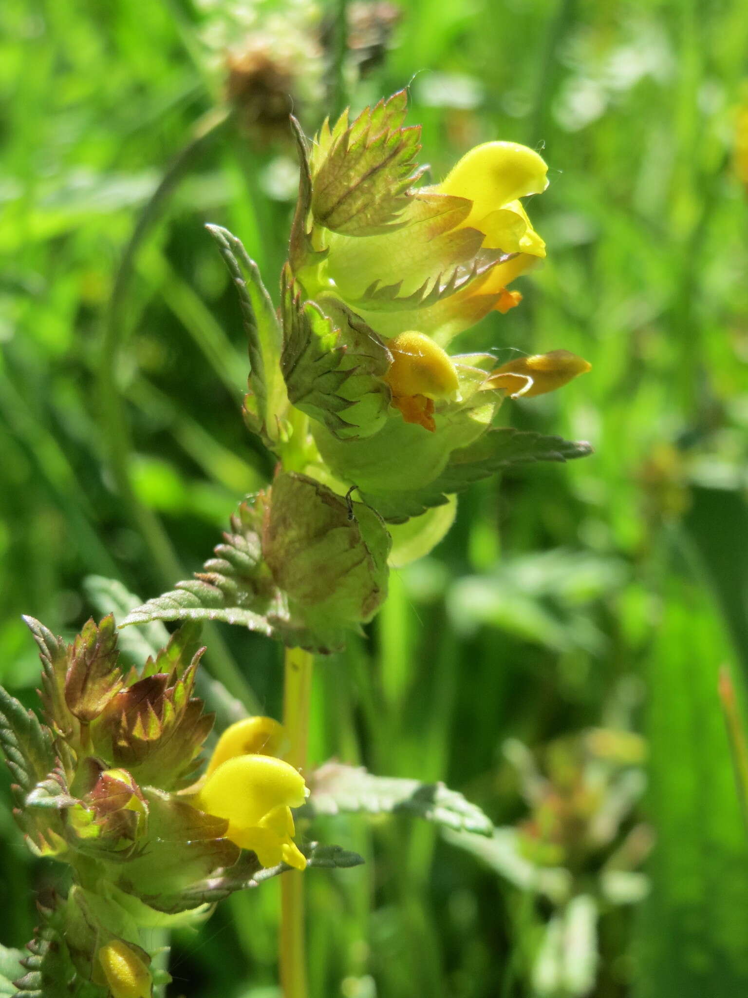 Plancia ëd Rhinanthus minor L.