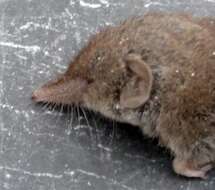 Image of greater white-toothed shrew, house shrew