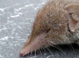 Image of greater white-toothed shrew, house shrew