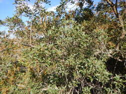 Image of Searsia rehmanniana var. glabrata (Sond.) Moffett