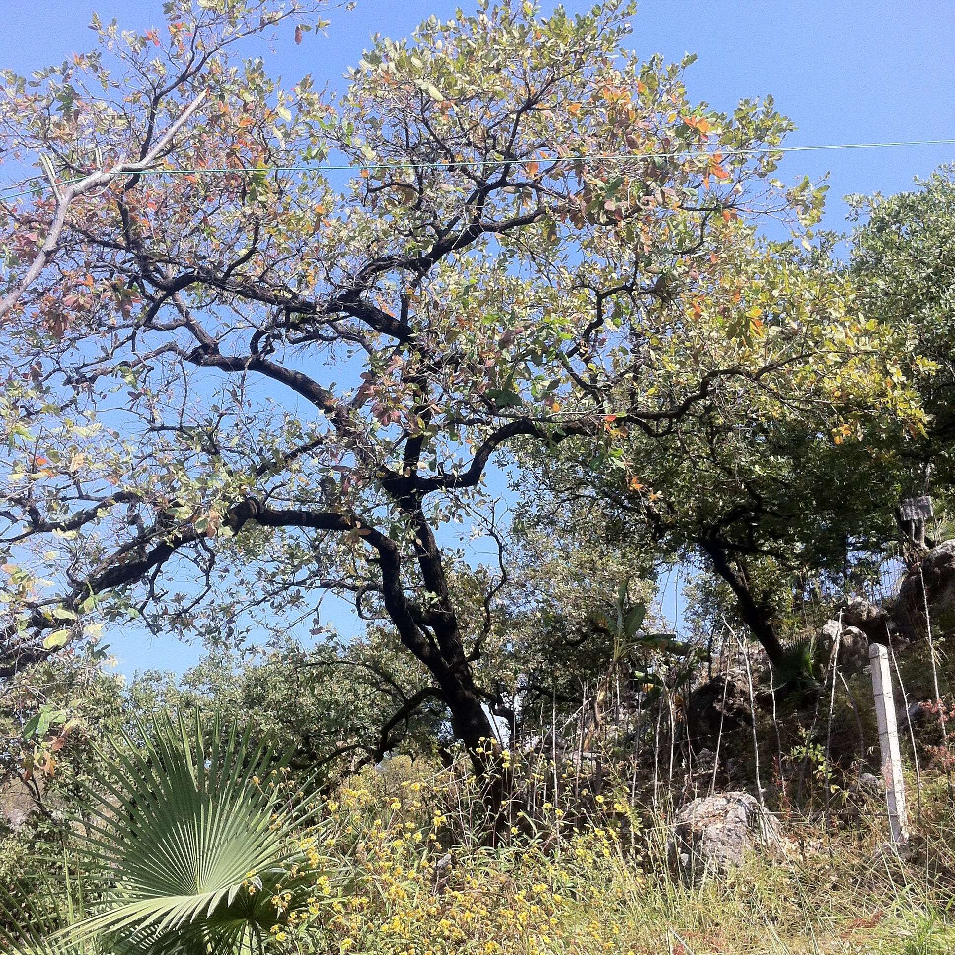 Image of Quercus glaucoides M. Martens & Galeotti