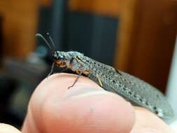 Image of New Zealand antlion