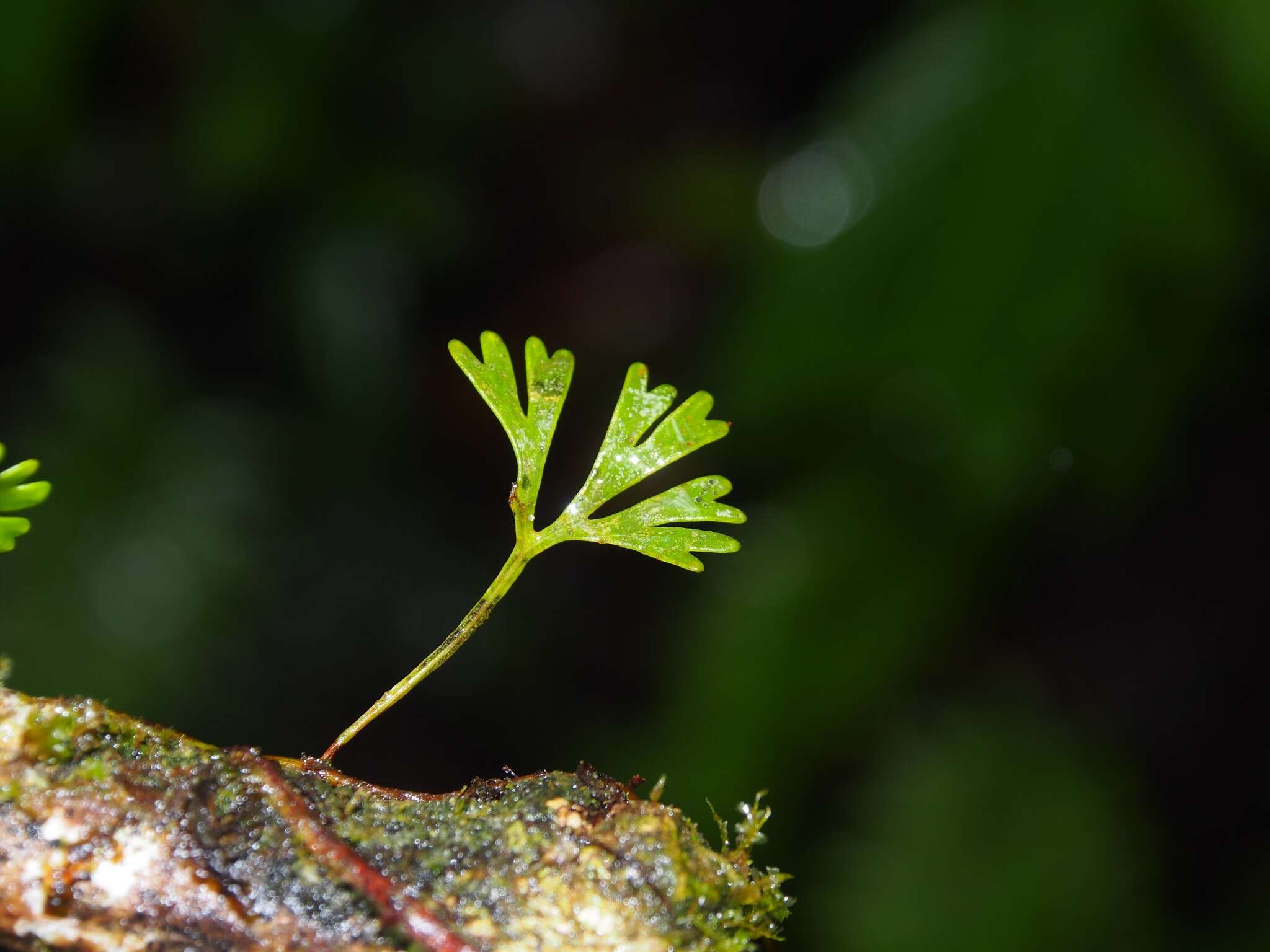 Sivun Elaphoglossum peltatum (Sw.) Urb. kuva