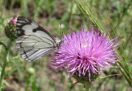 Image of Pine White