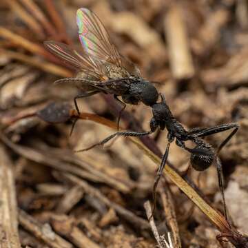 Image of Aphaenogaster senilis Mayr 1853