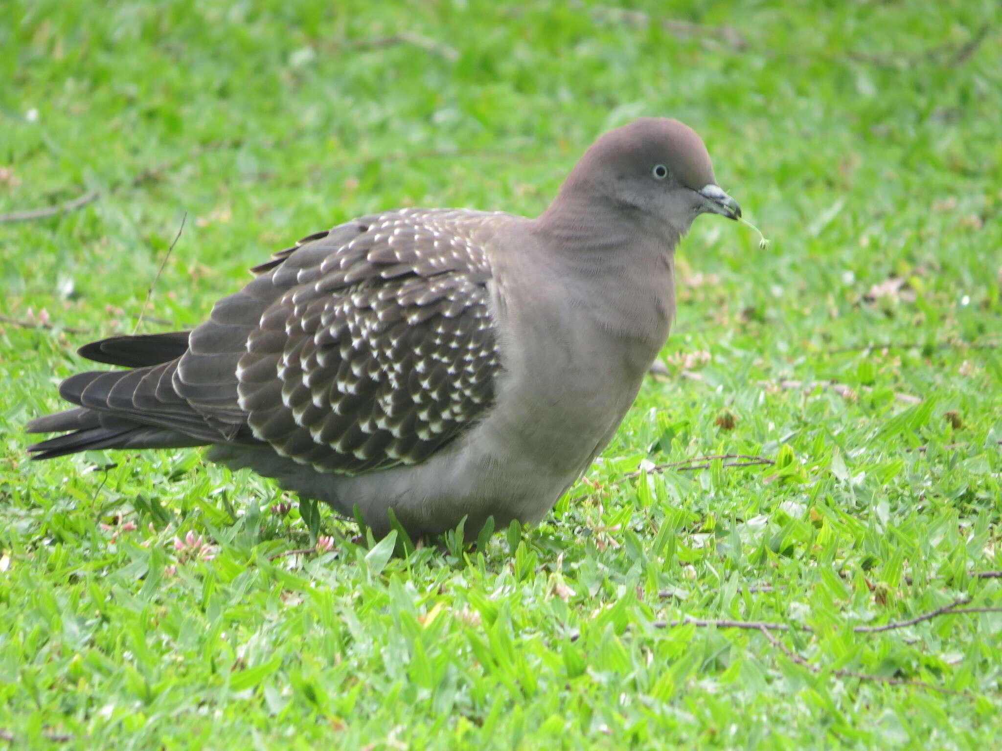 Image of Spot-winged Pigeon