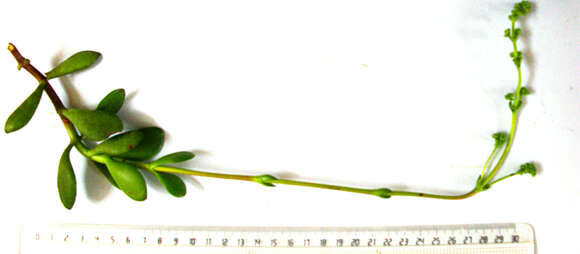 Image of Crassula cultrata L.