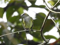 Image of Guatemalan Tyrannulet