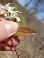 Image of Pacific serviceberry