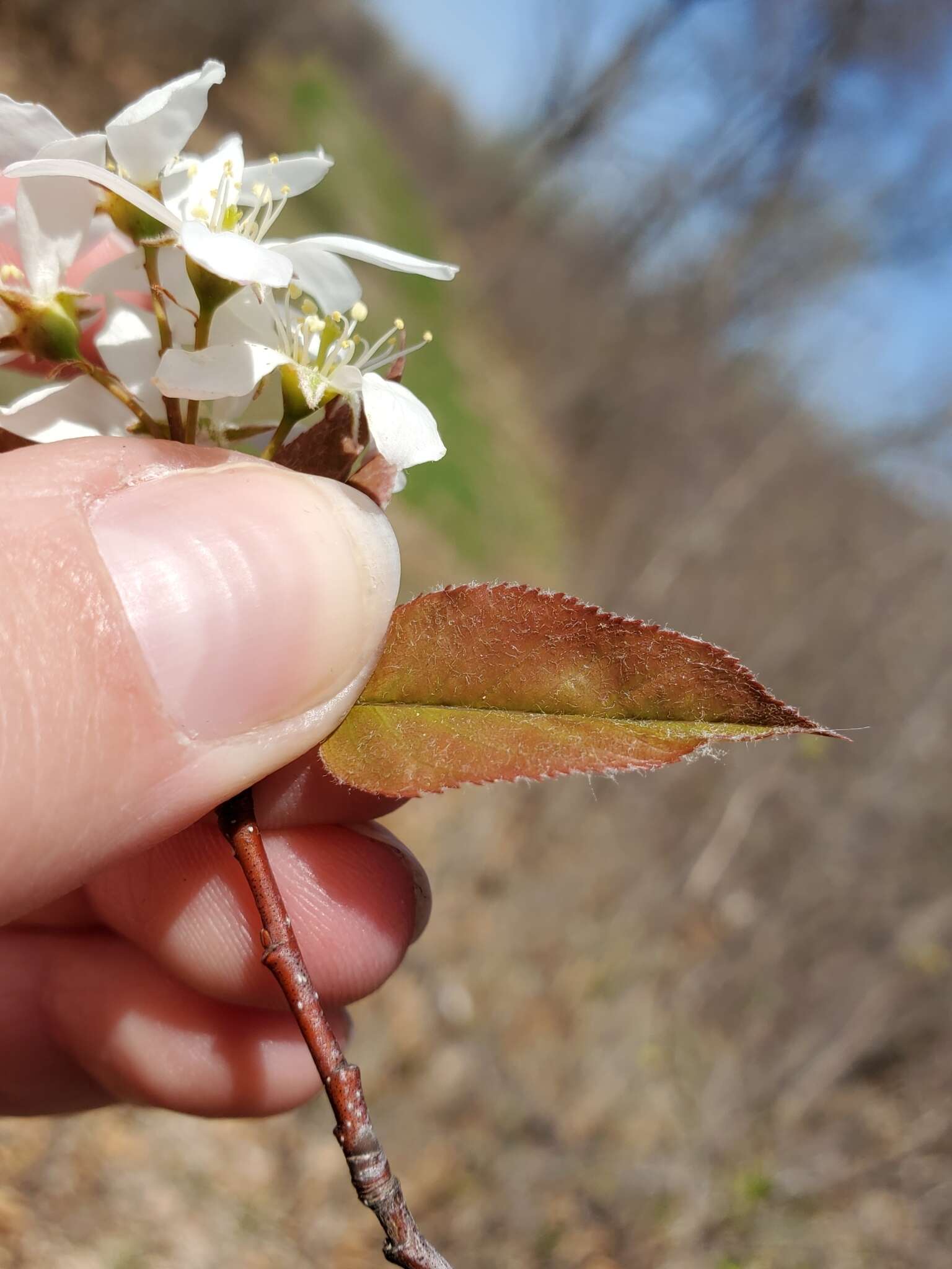 Image de Amelanchier interior Nielsen