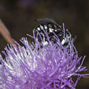 Image of Histrionic Cloak-and-dagger Bee