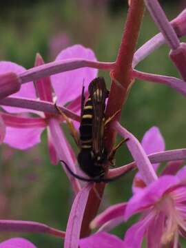 <i>Pennisetia marginatum</i>的圖片