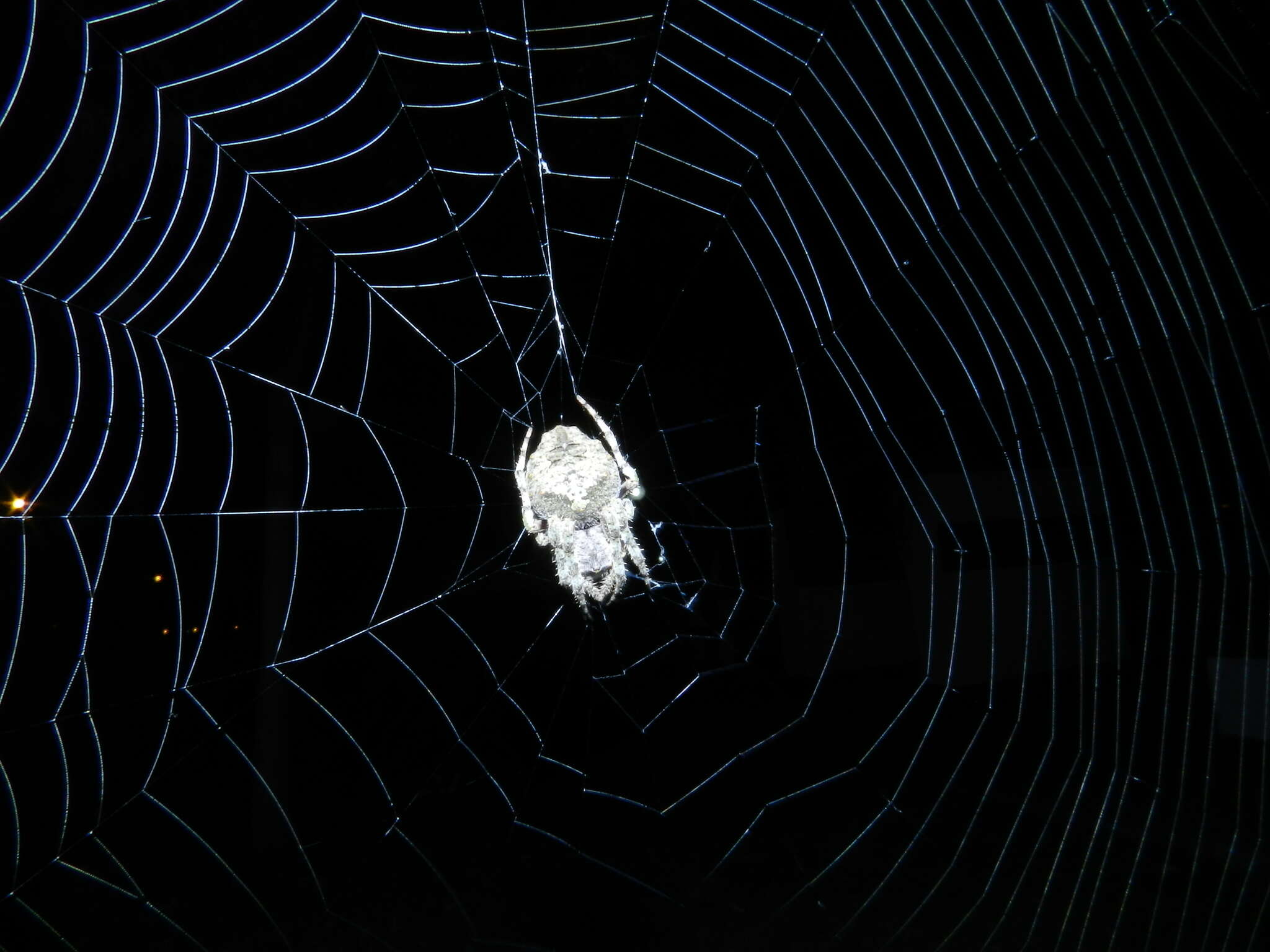 Image of Parawixia audax (Blackwall 1863)