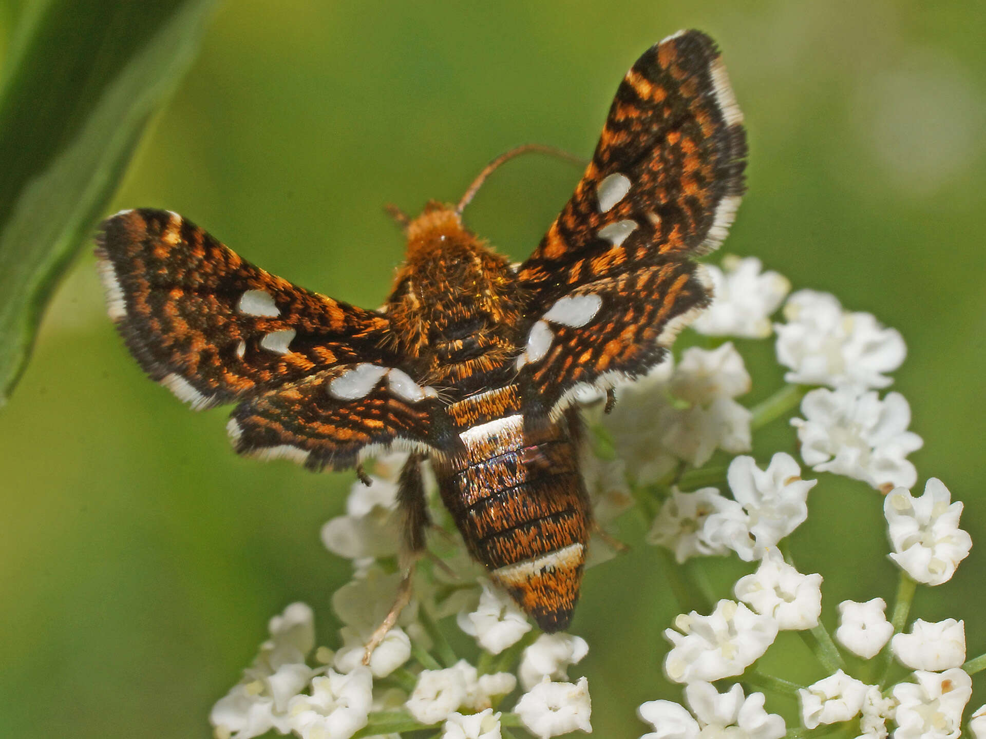 Imagem de Thyris fenestrella Scopoli 1763