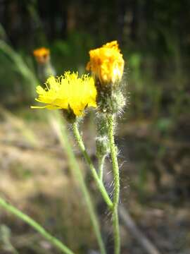 Image of Pilosella pinea (Schischk. & Serg.) N. N. Tupitzina