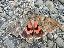 Image of red underwing