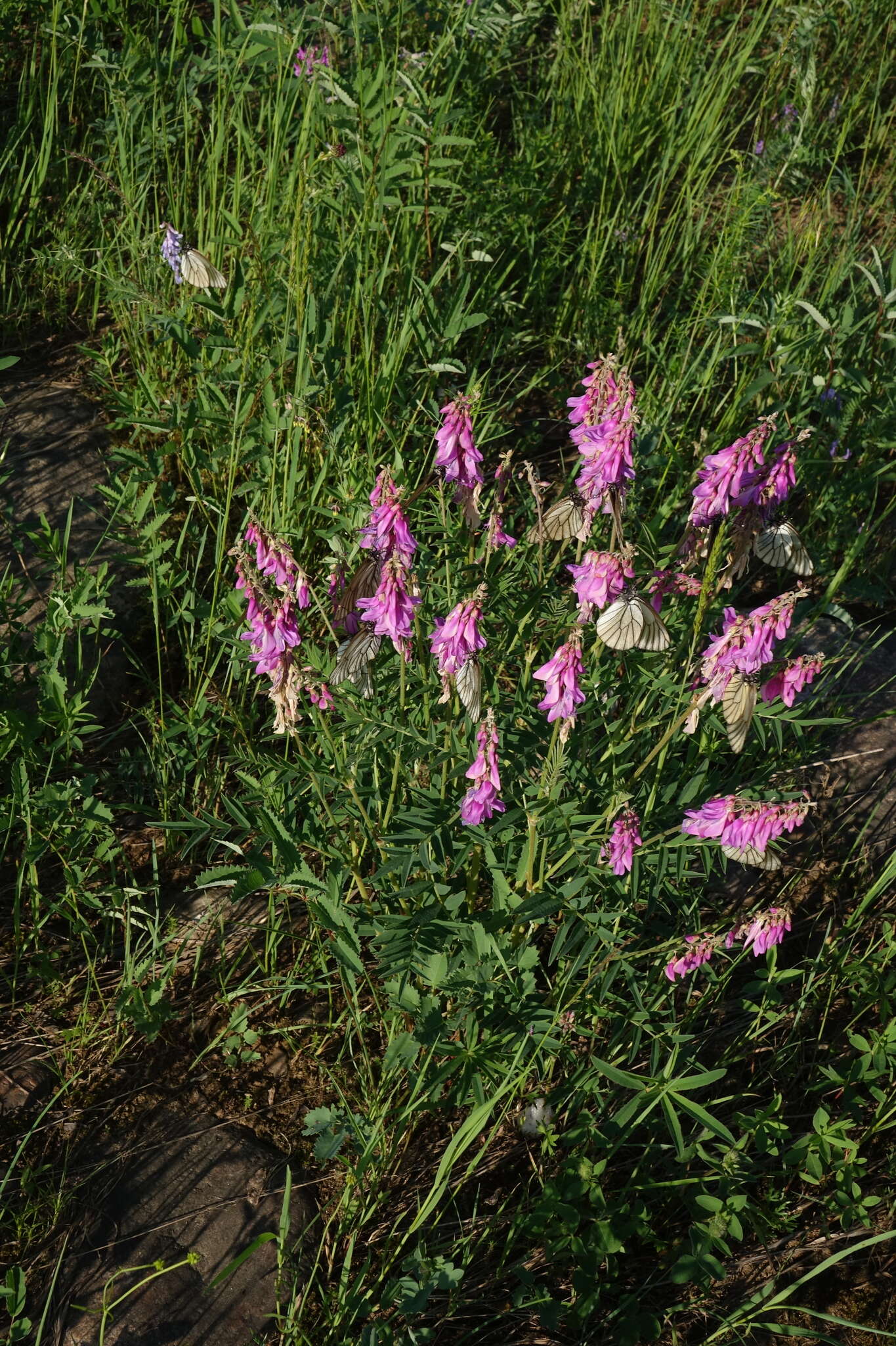 Plancia ëd Hedysarum branthii Trautv. & C. A. Mey.