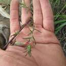 Plancia ëd Castilleja fissifolia L. fil.