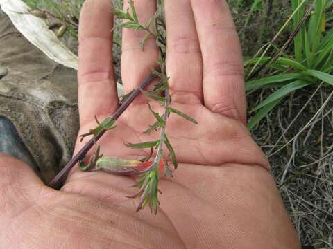 Plancia ëd Castilleja fissifolia L. fil.