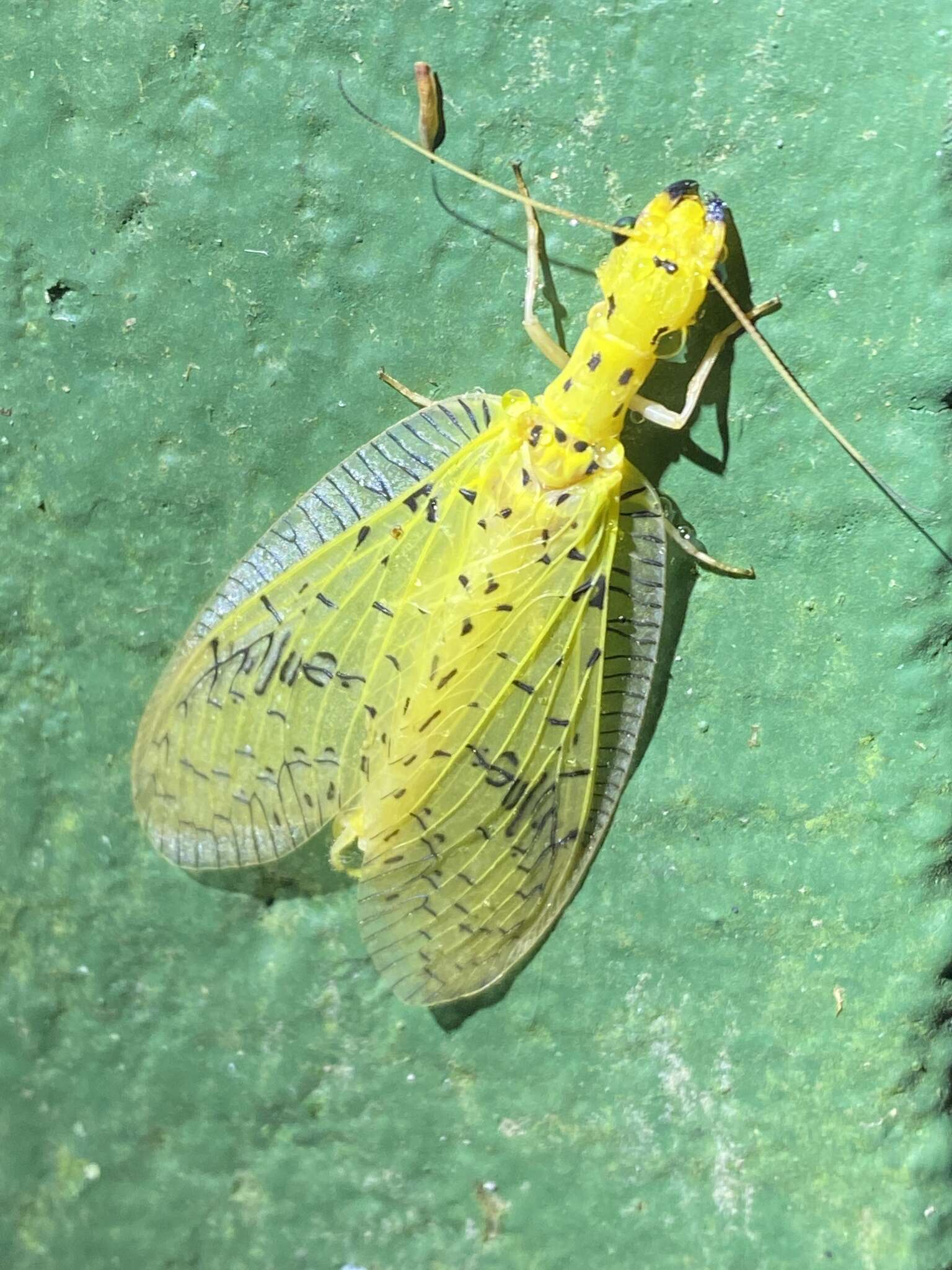 Image of Chloronia mirifica Navás 1925