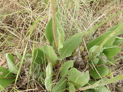 Image of Senecio coronatus (Thunb.) Harv.