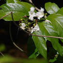 Image de Oxera splendida (F. Muell.) Gâteblé & Barrabé