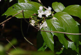 Image of Oxera splendida (F. Muell.) Gâteblé & Barrabé