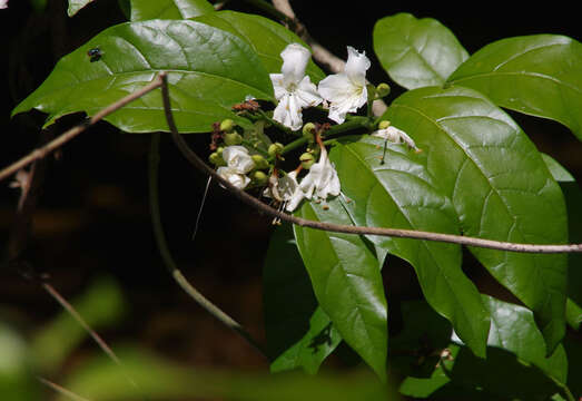 Plancia ëd Oxera splendida (F. Muell.) Gâteblé & Barrabé