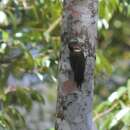 Image of Buff-necked Woodpecker